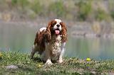CAVALIER KING CHARLES 667